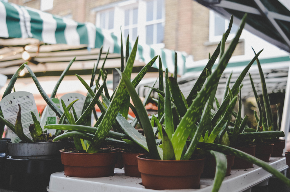 Aloe Vera, The Ancient Miracle Plant - Uses and Benefits of Aloe Vera   Nature's Glory
