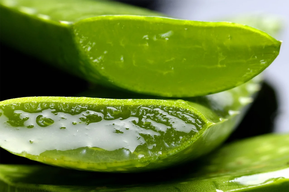 The Real Deal Behind Aloe Vera: Its History and Benefits  Nature's Glory