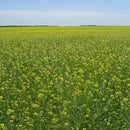 Karashi Hot Mustard All Natural Authentic Japanese 43g(BB: Jan 16,2026)