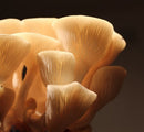 Bio-Good 100% Japan Hokkaido Golden Oyster Mushroom Extract for memory & immunity