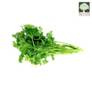 Parsley Australia Organic (NA 8131P)