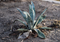 Aloe Vera Juice Health Benefits