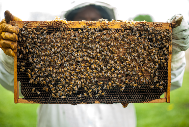 Honey Health Benefits and Uses