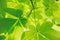Chlorella Food Supplement