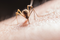 Natural Insect Repellents
