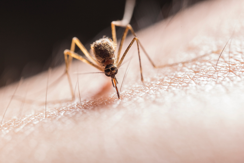 Natural Insect Repellents