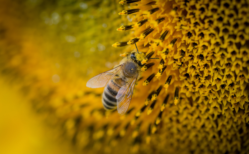 Manuka Honey vs Regular Honey: What’s the Difference?