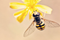 Propolis Immunity Booster