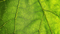 Taking Chlorella Growth Factor For Common Colds