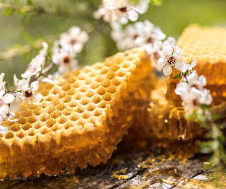 Organic New Zealand Premium Honey