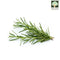 Rosemary Australia Organic (NA 8131P)