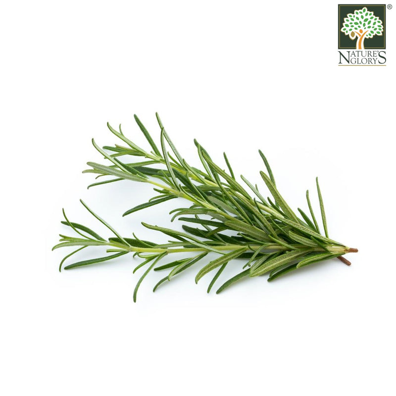 Rosemary Australia Organic (NA 8131P)