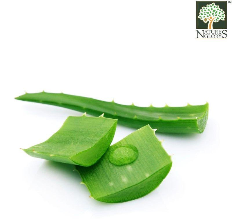 Aloe Vera Leaf Cut-Up