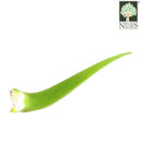 Aloe Vera Leaf