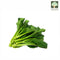 Choy Sum (Cai Xin) Australia Organic (NA.8131P)