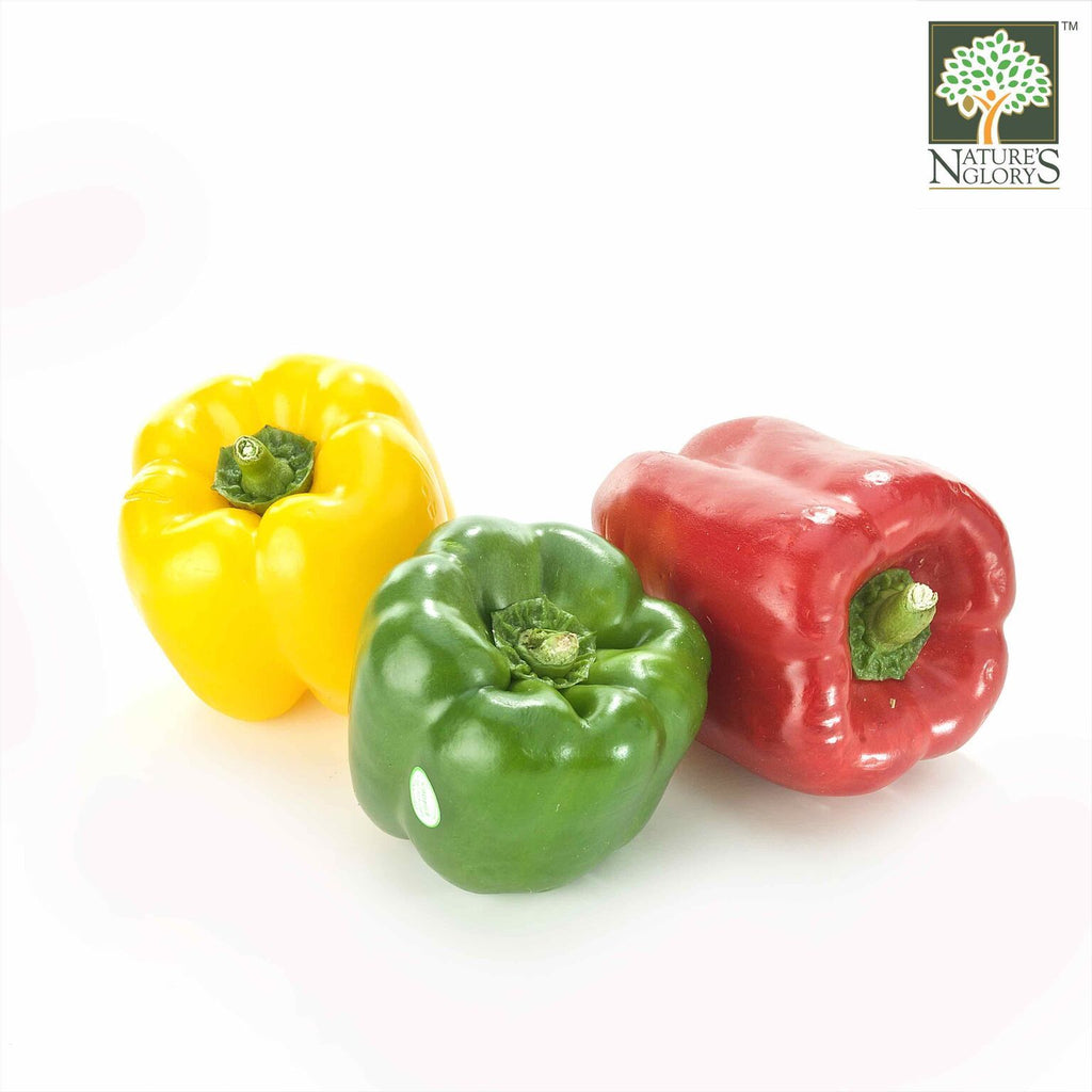Capsicum Organic (1 box 2-3 pc) - Nature's Glory Singapore
