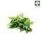 Sweet Potato Leaves Local 1pkt