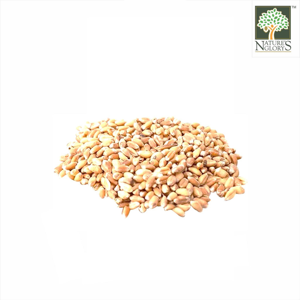 Hard Red Spring Wheat Grain 1kg Organic - Nature's Glory Singapore