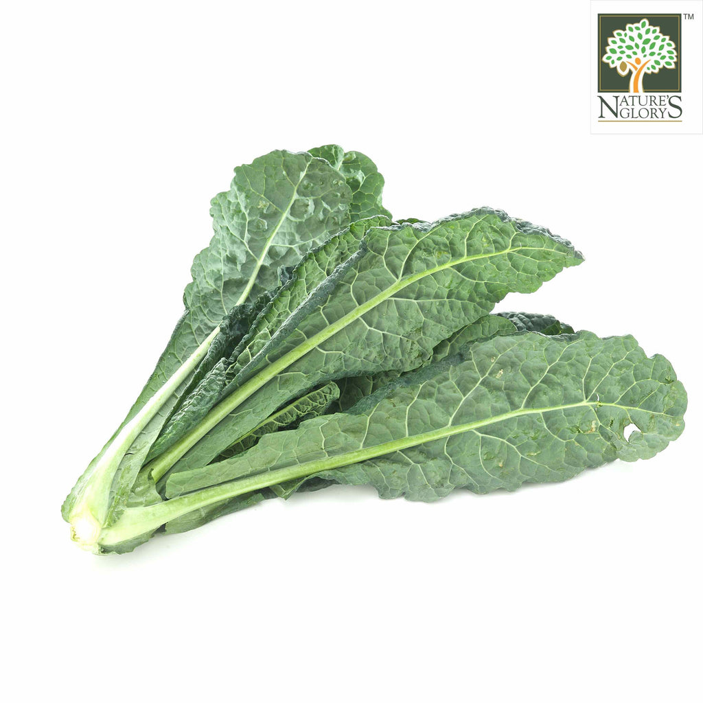 Kale Australia Organic (NA 8131P) Nature's Glory Singapore
