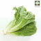 Lettuce Romaine Australia Organic (NA 8131P)