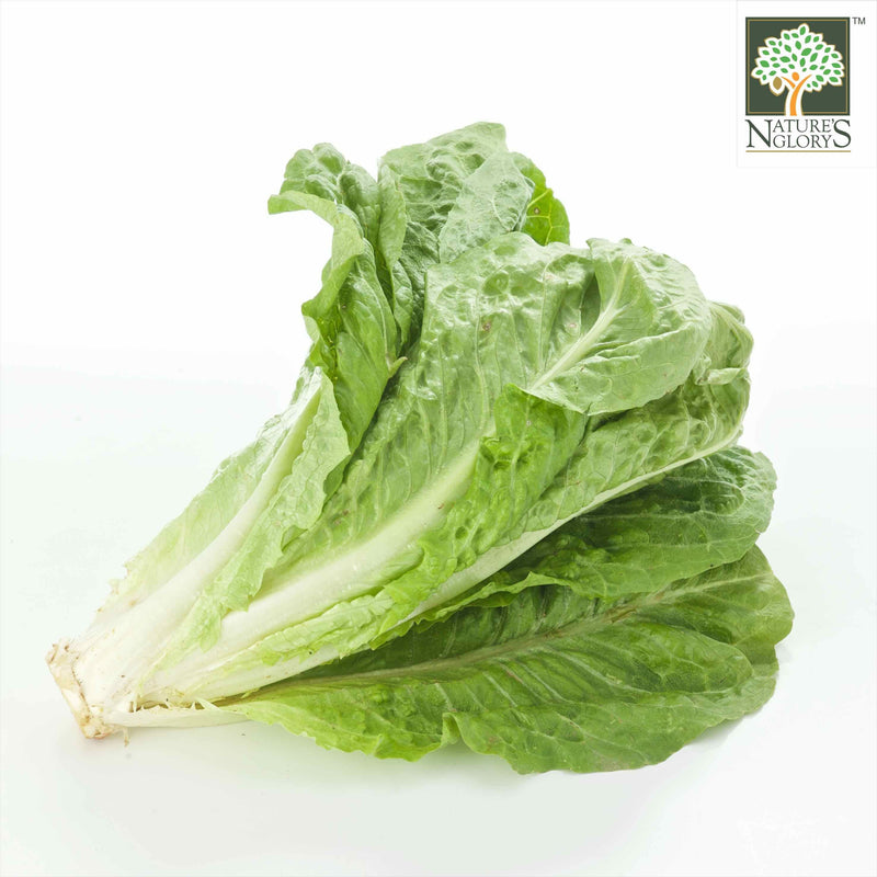 Lettuce Romaine Australia Organic (NA 8131P)
