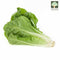 Lettuce Romaine Australia Organic (NA 8131P) - View 1