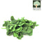 Spinach Thai (Certified Organic At Farm) 1pkt