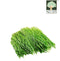 Wheatgrass Local